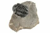 1.2" Detailed Reedops Trilobite - Atchana, Morocco - #190290-1